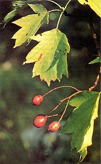 INDICE DE FAUNA & FLORA E CR�NICAS